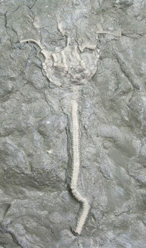 Archaeocrinus Crinoid From Ontario #8629